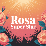 rosa super star fleurs oranges jardin soleil