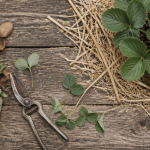 faut il couper les feuilles des fraisiers avant l'hiver image jardinage