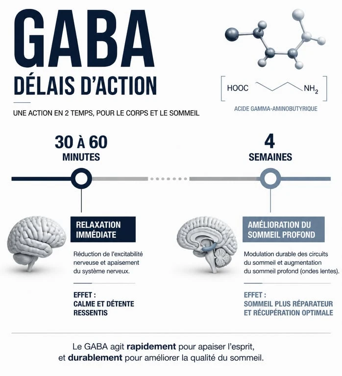 Infographie sur les délais d'action du GABA pour le stress et le sommeil