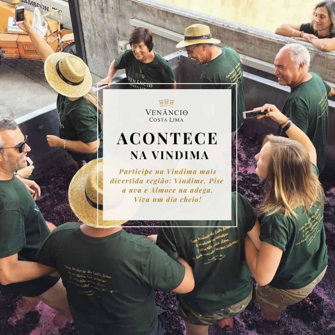 Vinicultores a inspecionar uvas na vindima na Adega Velha do Grupo Vinícola Venâncio Costa Lima. Pessoas felizes participam na colheita tradicional de uvas para produção de vinho regional.
