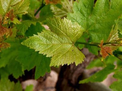 Folhas de vinha jovem na vinícola Venâncio da Costa Lima, destacando a qualidade da produção de vinhos em Portugal.