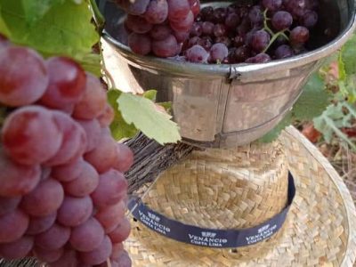 Vínculo de uvas roxas colhidas na vinha Venâncio da Costa Lima em Portugal. Processo artesanal de produção de vinhos de alta qualidade na região vinícola do país.