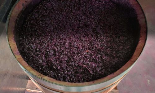 Molho de uvas pretas fermentando em barril de vinho, processo tradicional na vinicultura de Portugal, na vinícola Venâncio da Costa Lima.