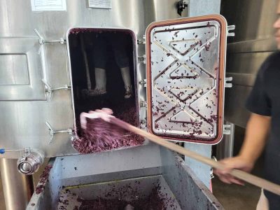 Uvas de vinha no proceso de esmagamento na adega, preparação para produção de vinho de alta qualidade na vinícola Venâncio da Costa Lima.