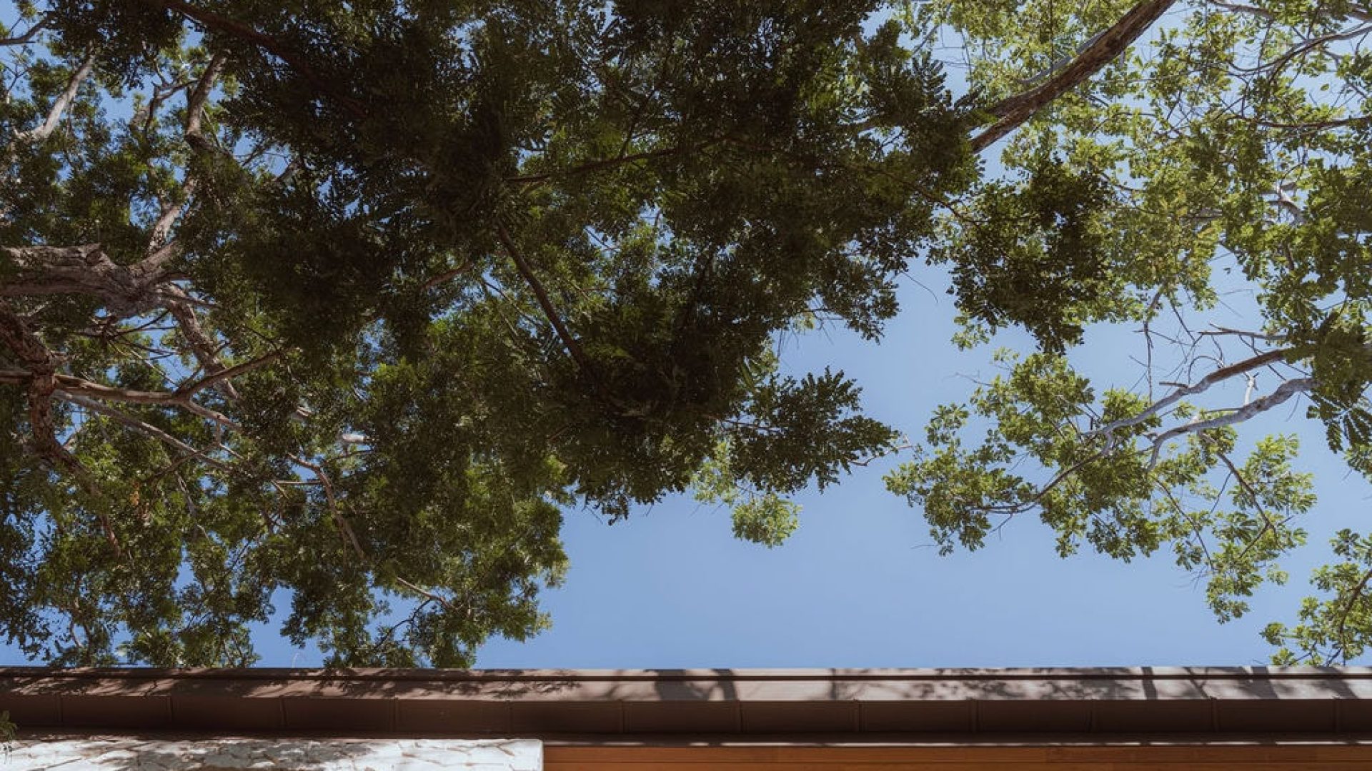 Lush green trees with blue sky above, peaceful outdoor scenery for Vida Pinilla.