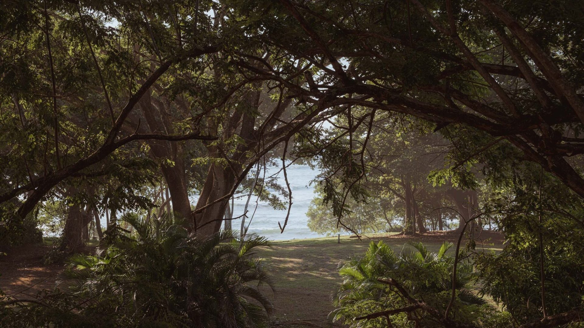 Lush tropical forest opening to a view of the ocean with sunlight filtering through trees.