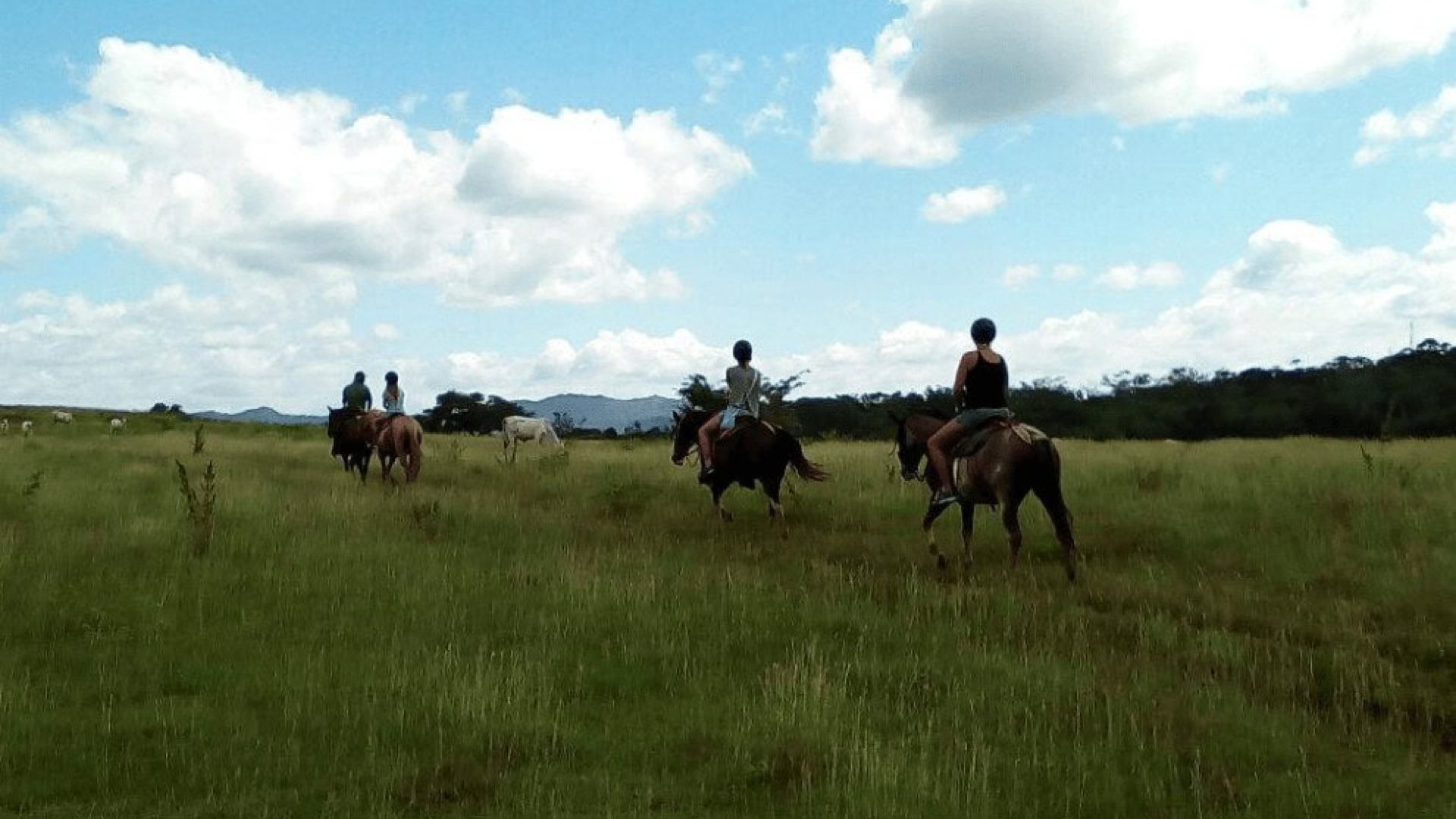 Horses and riders exploring a grassy field under a blue sky with clouds.