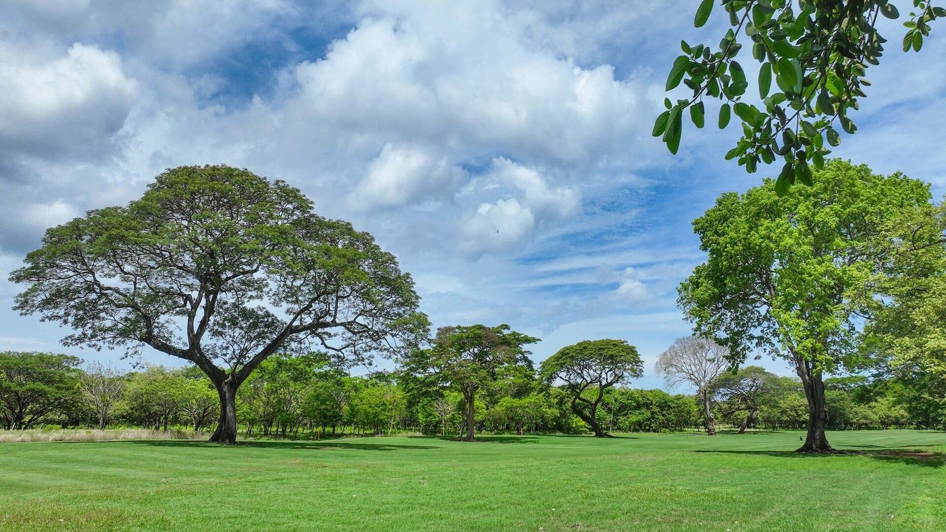 Lush green park with tall trees, vibrant grass, and a bright blue sky with fluffy clouds.