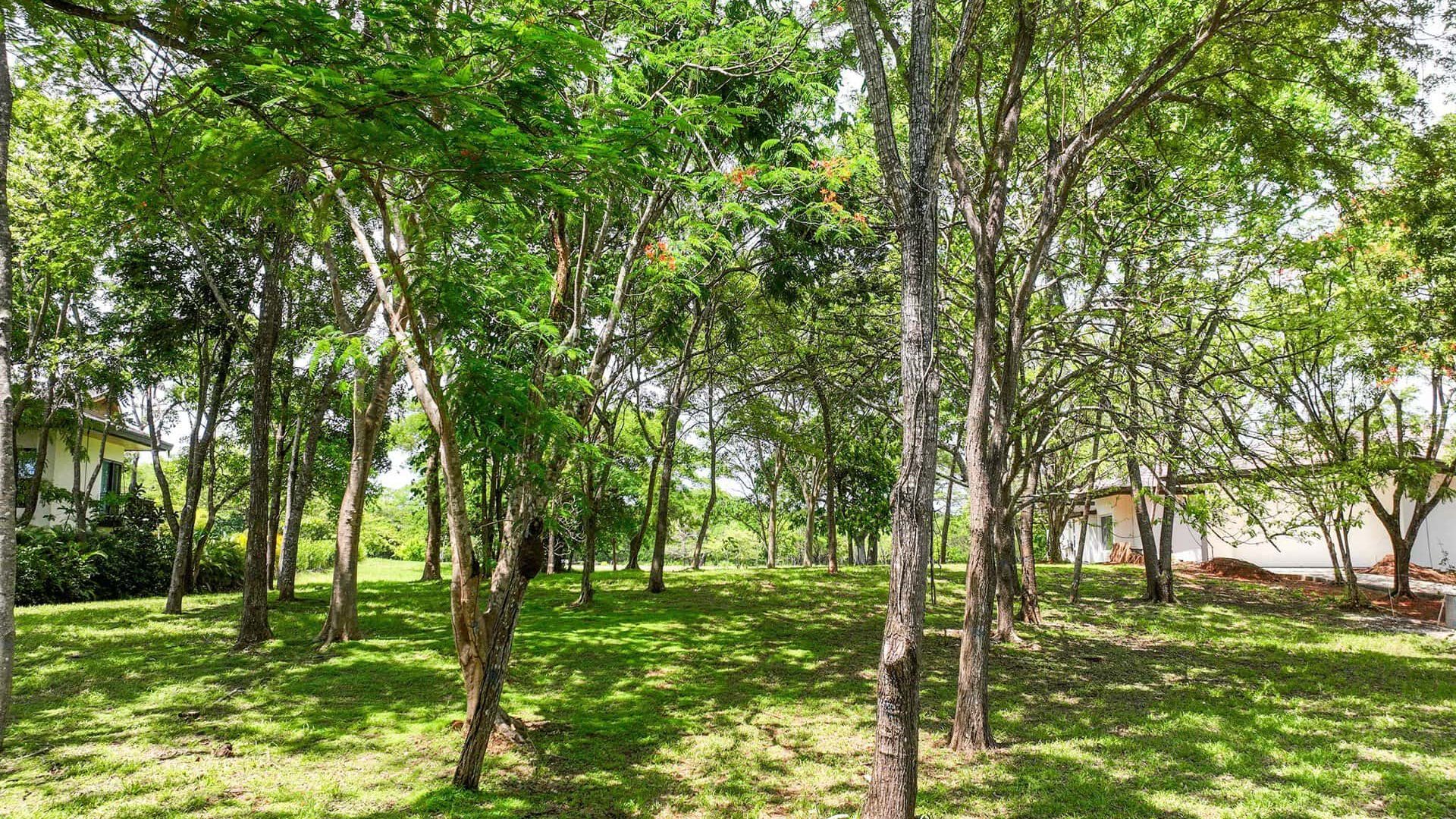 Lush green backyard with tall trees providing shade and tranquility.