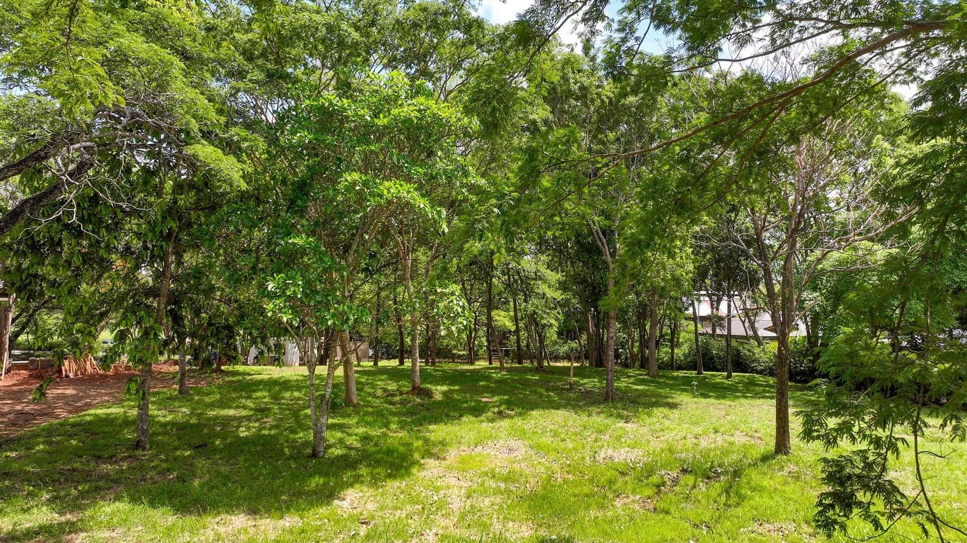 Lush green trees and grass in a peaceful backyard setting.
