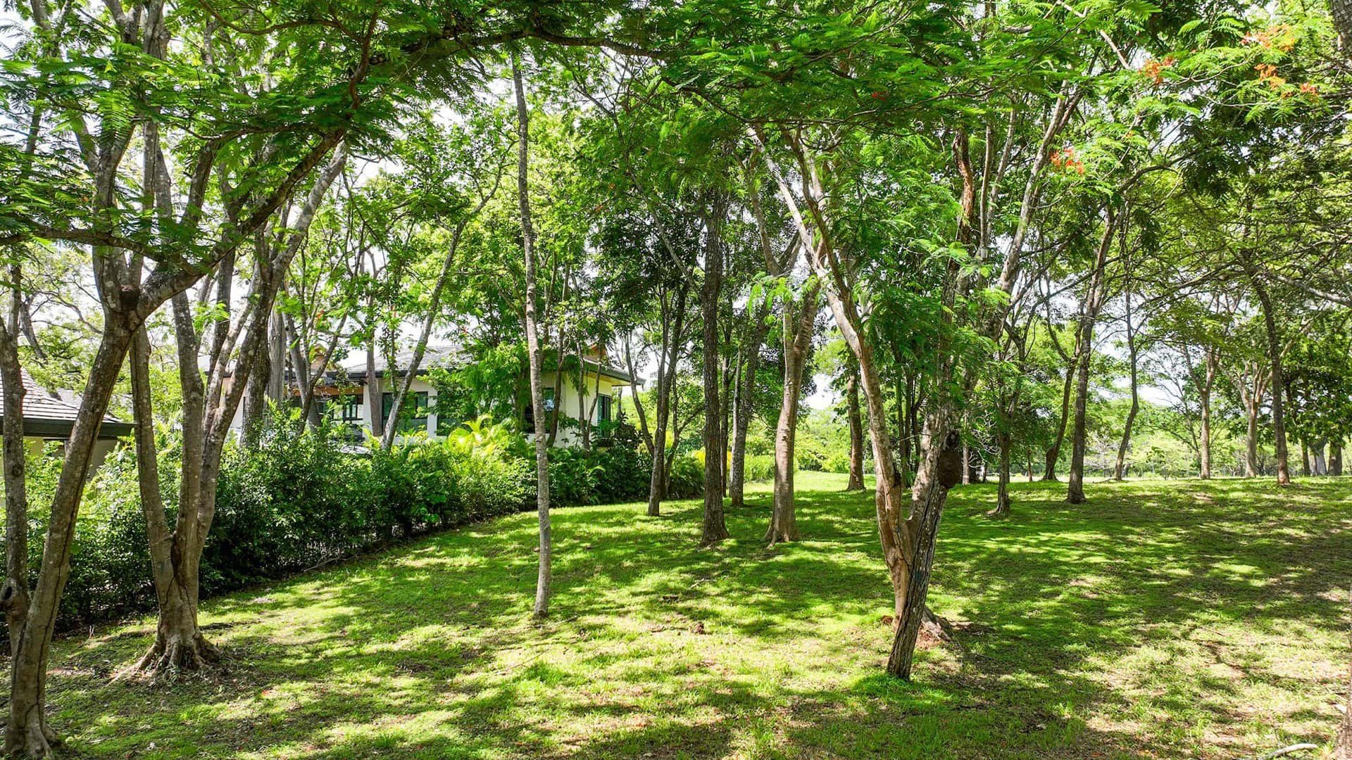 Lush green park with tall trees and shaded grassy areas, perfect for relaxation.