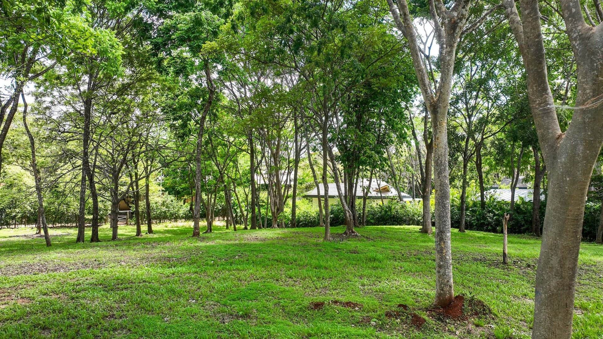 Lush green backyard garden with mature trees and well-maintained grass, perfect for outdoor activities.