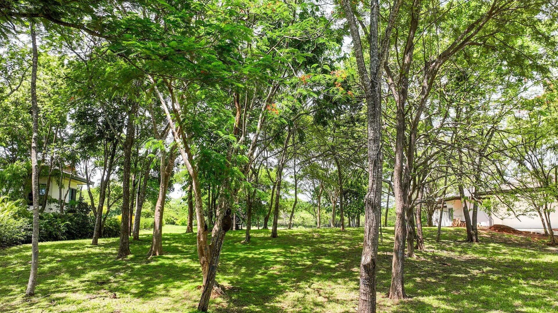 Lush green trees and grass in a peaceful yard, perfect for outdoor relaxation.