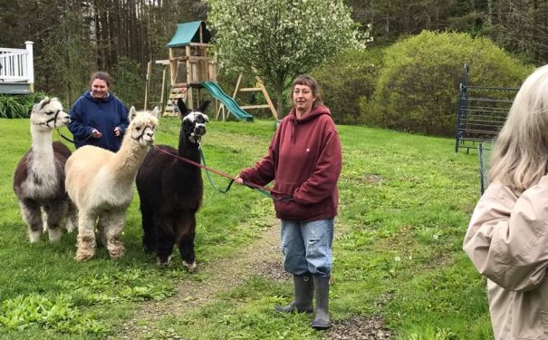 Friends enjoy time with alpacas at Bemus Point NY, a great spot for relaxed weekend fun and family activities.