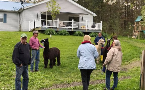 People enjoy time together with llamas at Bemus Point NY, showing a fun and friendly outdoor gathering.