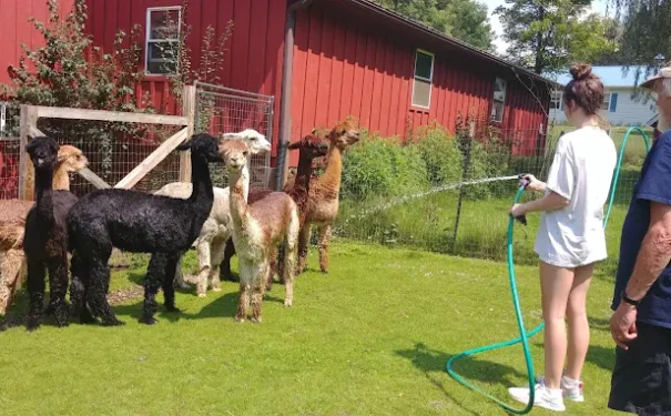 People at Bemus Point NY enjoying time with alpacas, spraying them with water and watching on a warm day.