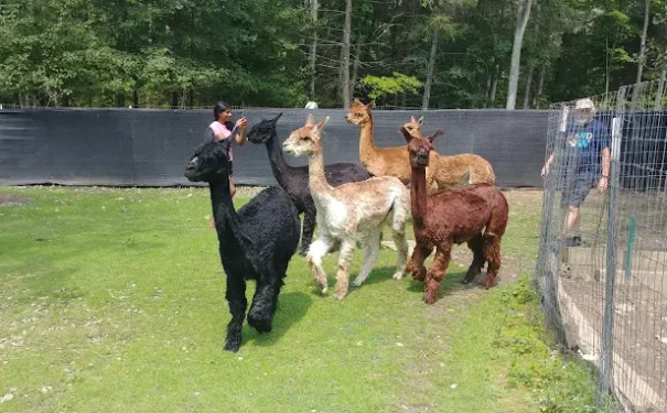 Six alpacas and two people enjoy a day outdoors at Bemus Point NY by Lake Chautauqua.
