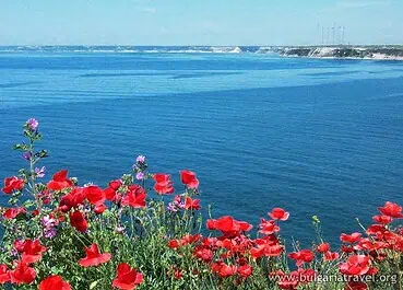 Red poppies bloom on the cliffs of Kavarna