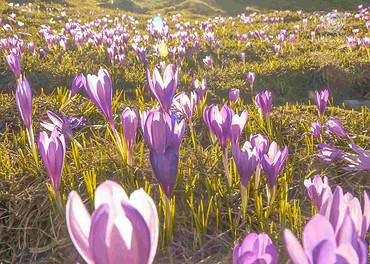 Crocus flowers blooming amidst mountainous terrain.
