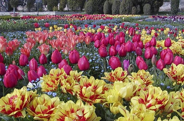 A vibrant field of colorful flowers blooming under the bright sun, creating a picturesque and serene landscape.