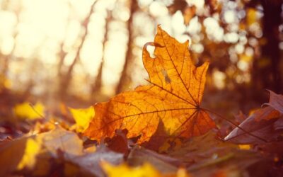 Laissez mourir tranquillement • En apéro au bulletin astro de la Nouvelle Lune du 21 octobre