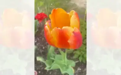 De Pâques à la Pentecôte • Semaine 5