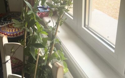 De Pâques à la Pentecôte • Semaine 8