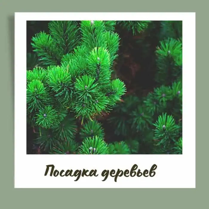 Posadka dereviev 1