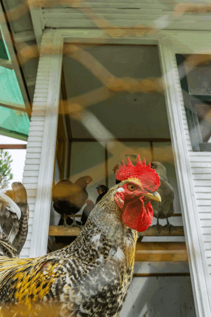 Safe environment for ducks and chickens