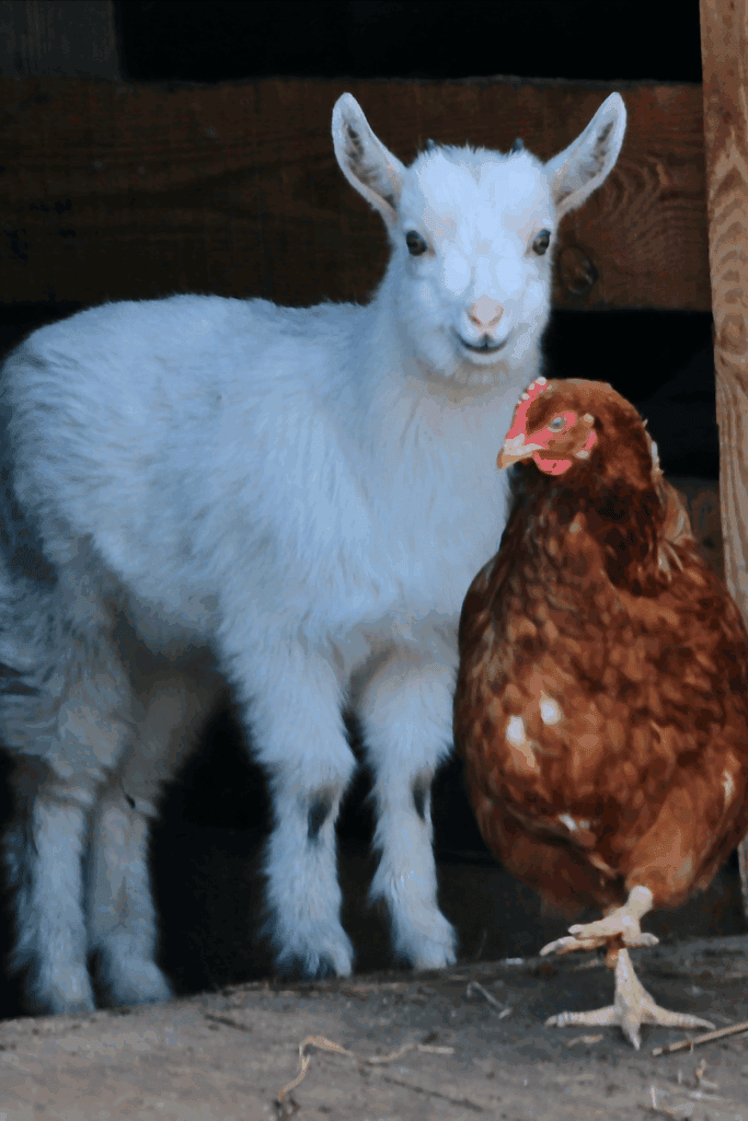 Best animals for a small homestead
