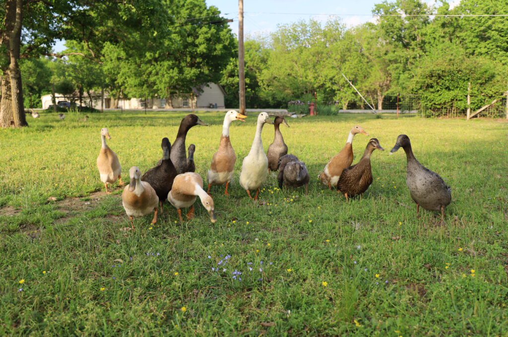 Backyard ducks, raising ducks in the backyard, how to start a homestead, backyard ducks for beginners