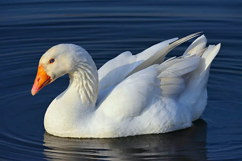 The Top 9 Goose Breeds For A Homestead 17 Pilgrim geese, raising geese, types of geese for a homestead, homestead geese
