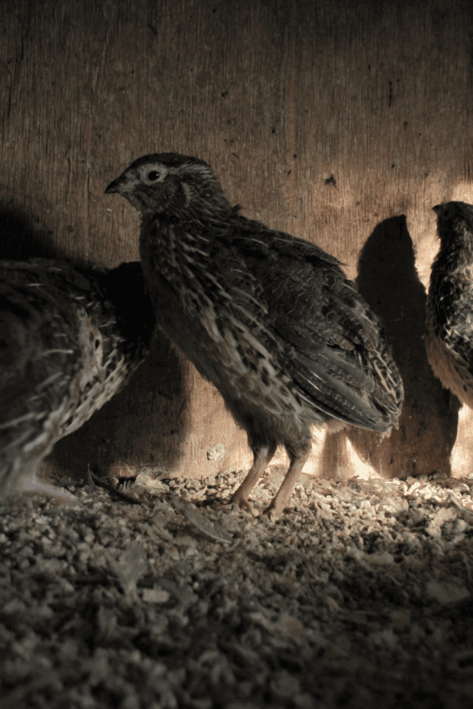 Can you raise quail with chickens