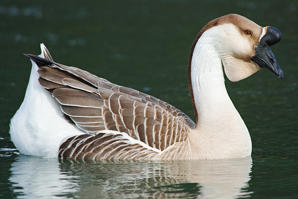 The Top 9 Goose Breeds For A Homestead 10 African goose, raising geese, homestead geese, types of geese for a homestead