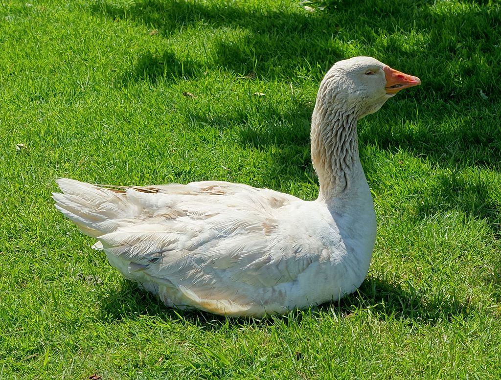 The Top 9 Goose Breeds For A Homestead 15 American buff goose, raising geese, homestead geese, types of geese for a homestead