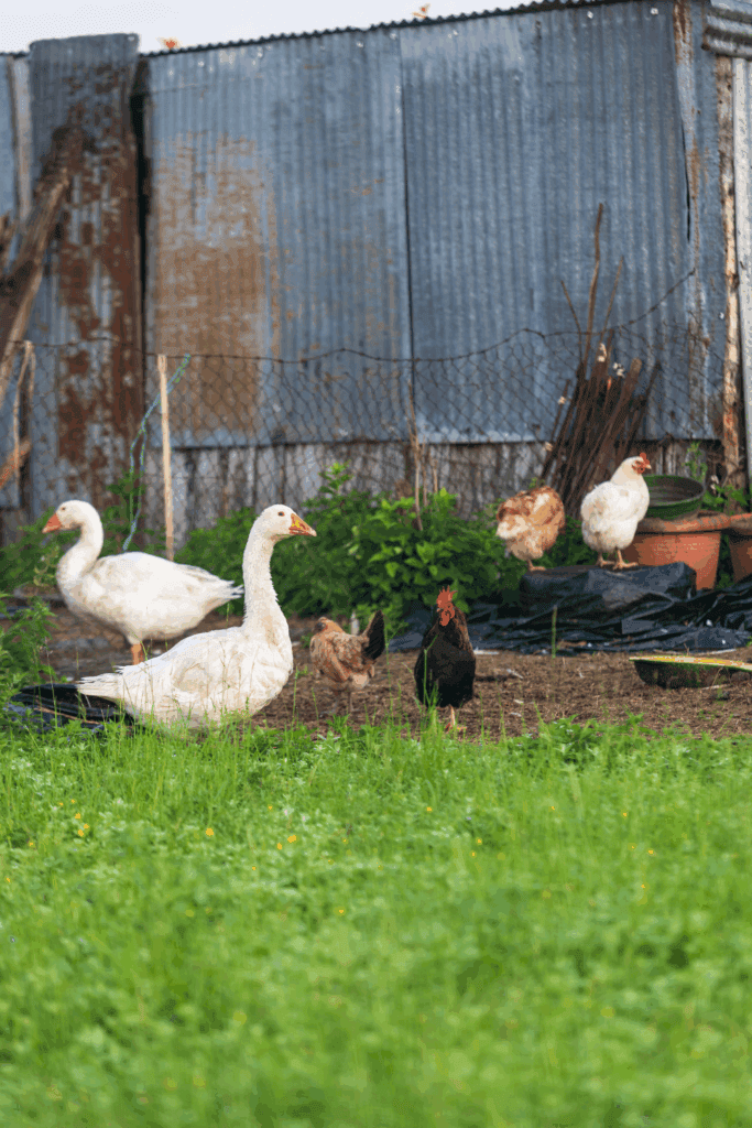 Raise geese and chickens together