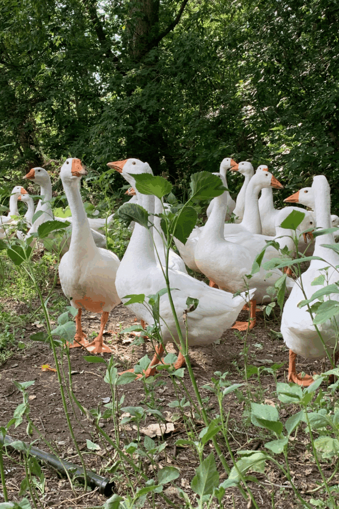 Raising geese