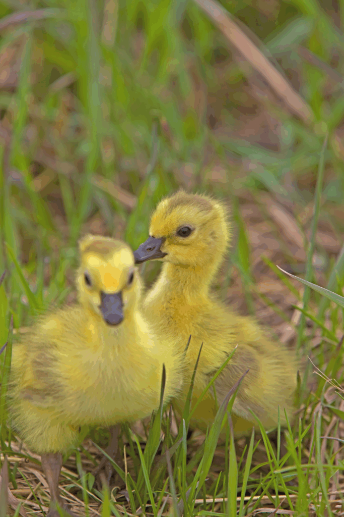 Raising geese for beginners