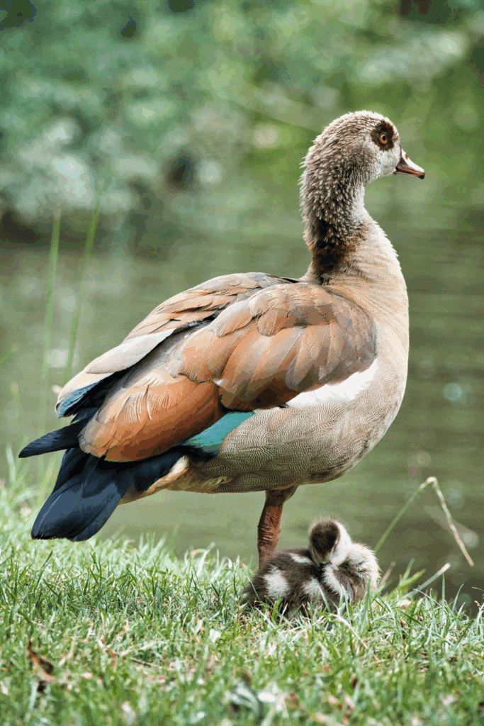 Goose breeds