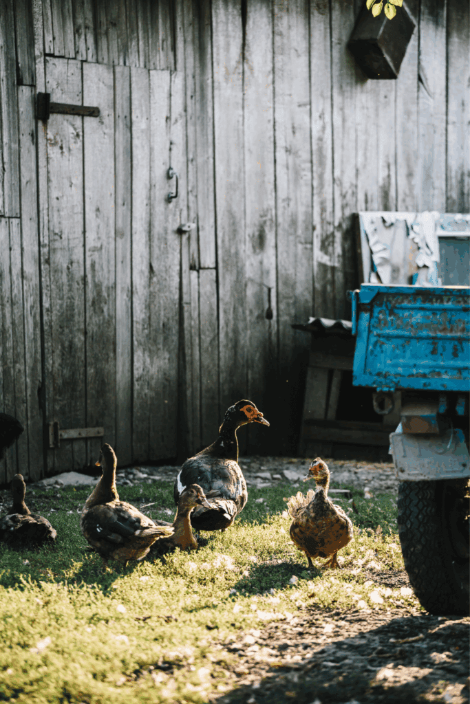 Can you raise ducks in your backyard