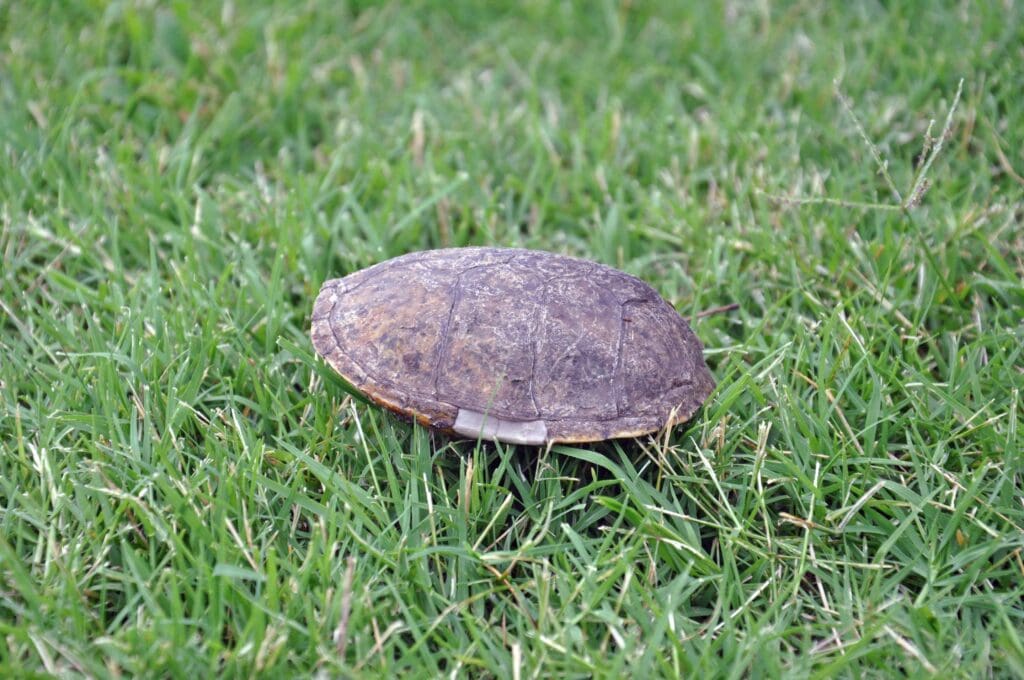 Eastern musk turtle shell