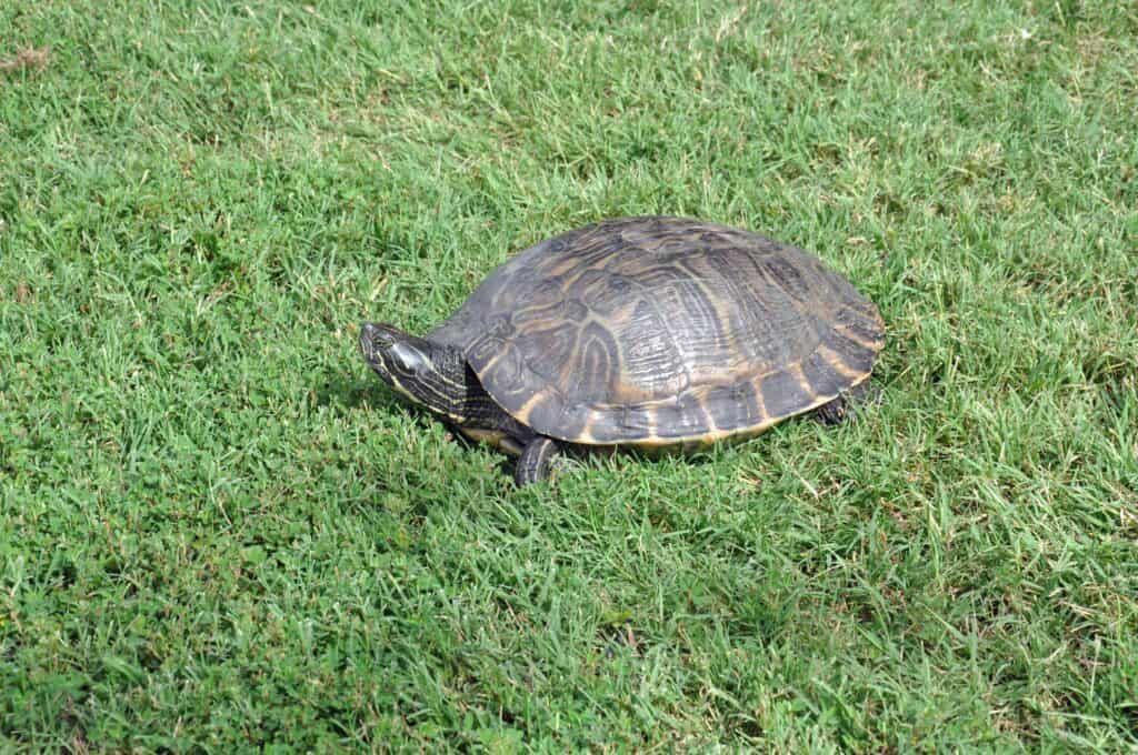 Eastern river cooter turtle