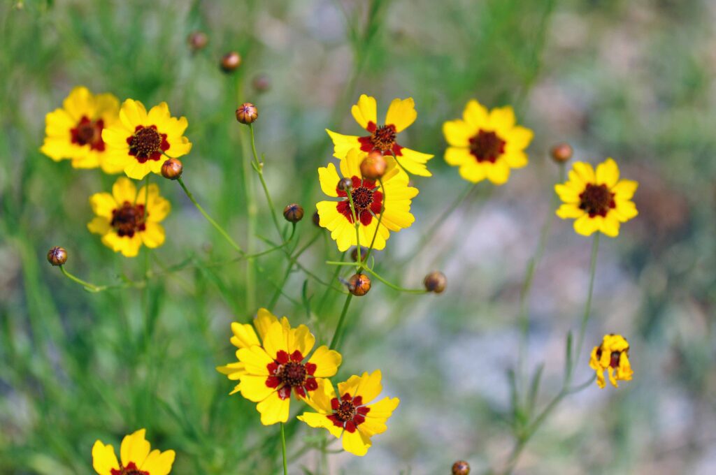 Golden coreopsis prairie plant