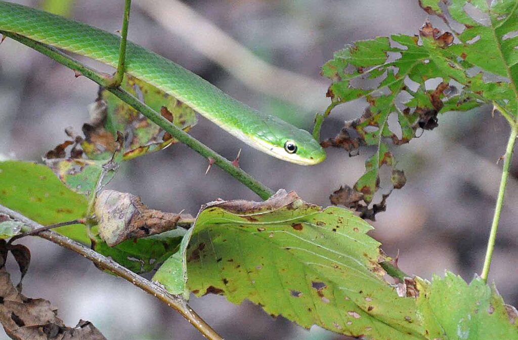 Green snake, snakes in oklahoma, snakes on a homestead