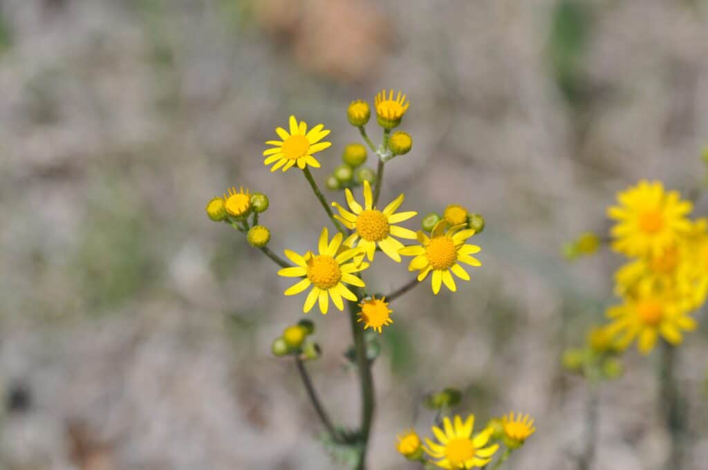 Late Spring and Early Summer Wildflowers: A Colorful Display