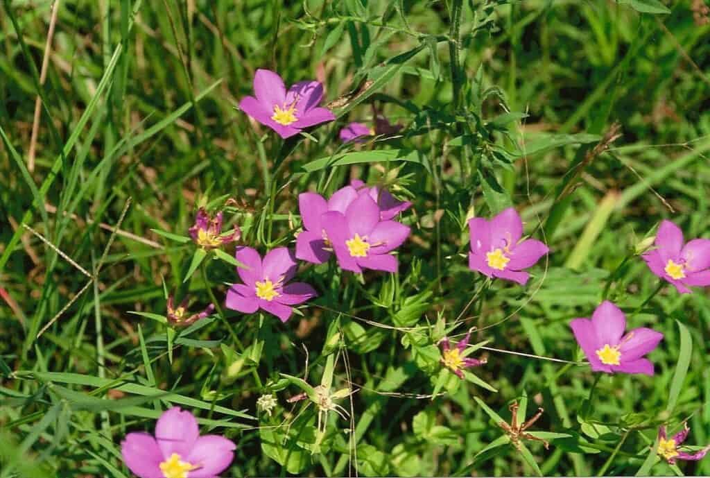 Late Spring and Early Summer Wildflowers: A Colorful Display