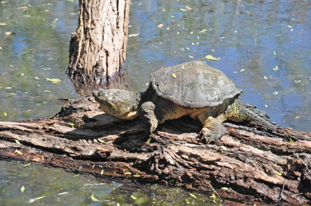 Snapping turtle sunning