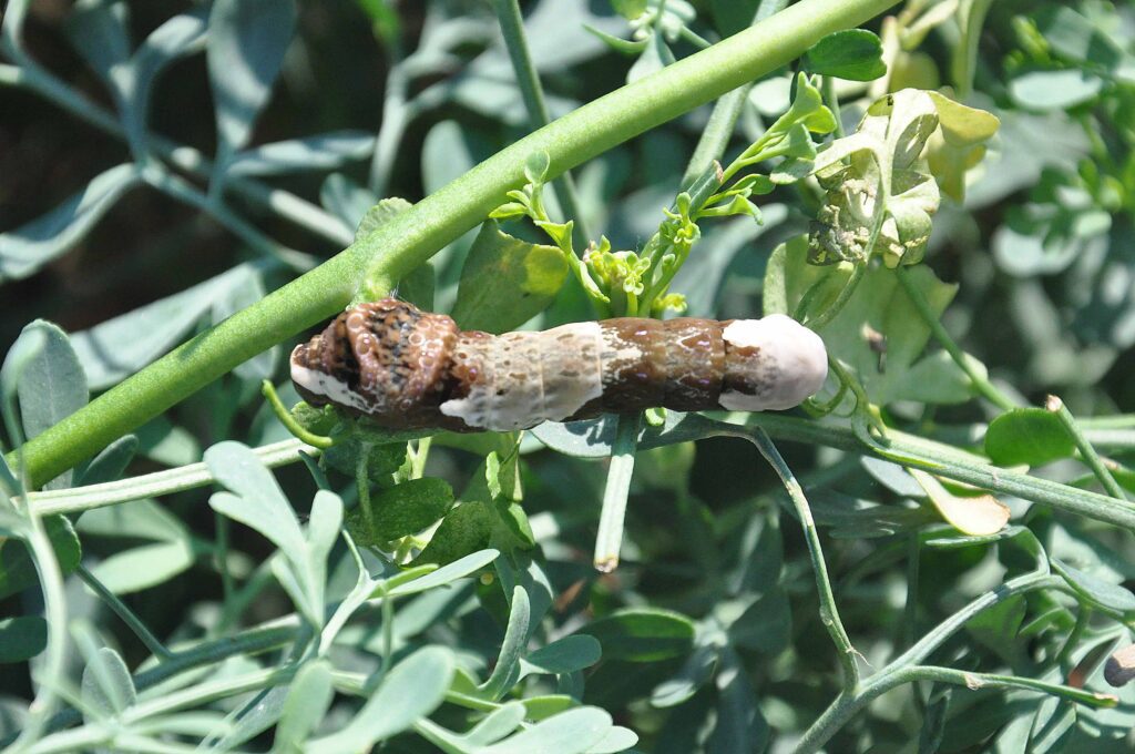 Giant swallowtail butterfly caterpillar larvae