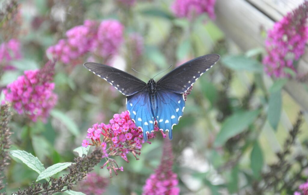 Pipevine swallowtail butterfly