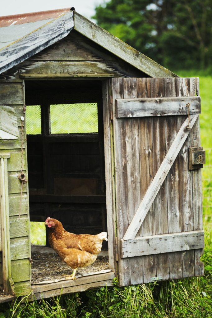 Can You Raise Quail With Chickens: A Comprehensive Guide 3 A chicken standing in the door of a coop. Can you raise quail with chickens